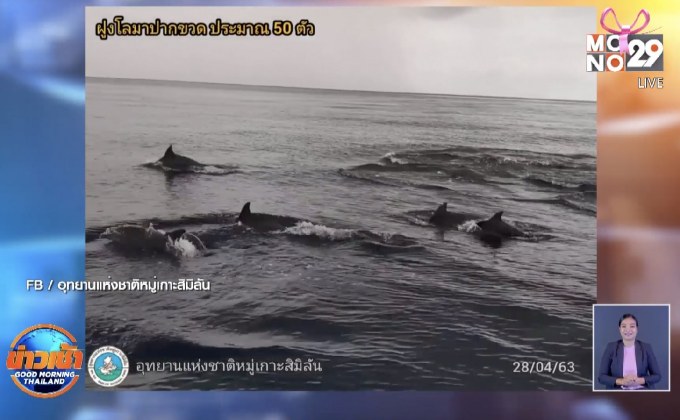 ฝูงโลมาปากขวดกว่า 50 ตัวเล่นน้ำ