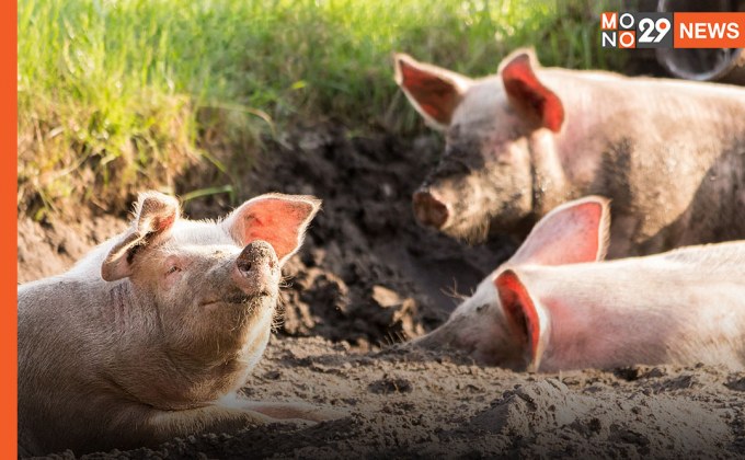 ผลกระทบหนัก! แห่ขายหมู หนี “โรคระบาด” ฉุดราคาหน้าฟาร์มร่วงลงมาต่ำสุด เหลือ 10 บาท ต่อกิโลกรัม