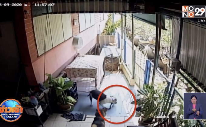 สุดเศร้า! ‘เจ้าซูโม่’สุนัขพิทบูลฮีโร่ พลาดท่าถูกงูเห่ากัดดับ